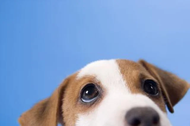 How to Design Your Own Classical Conditioning Experiment